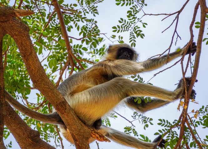 Indian wildlife