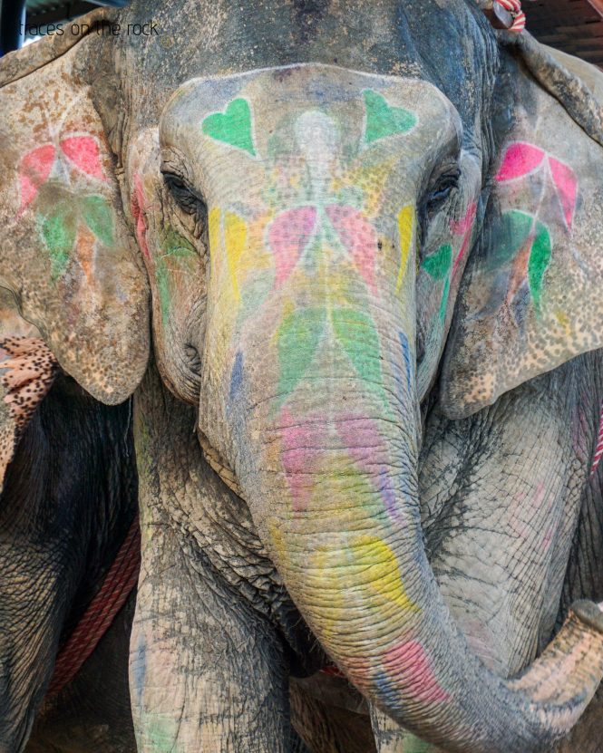 Painted elephant which brings the tourists up to Amer Fort Painted elephant which brings the tourists up to Amer Fort