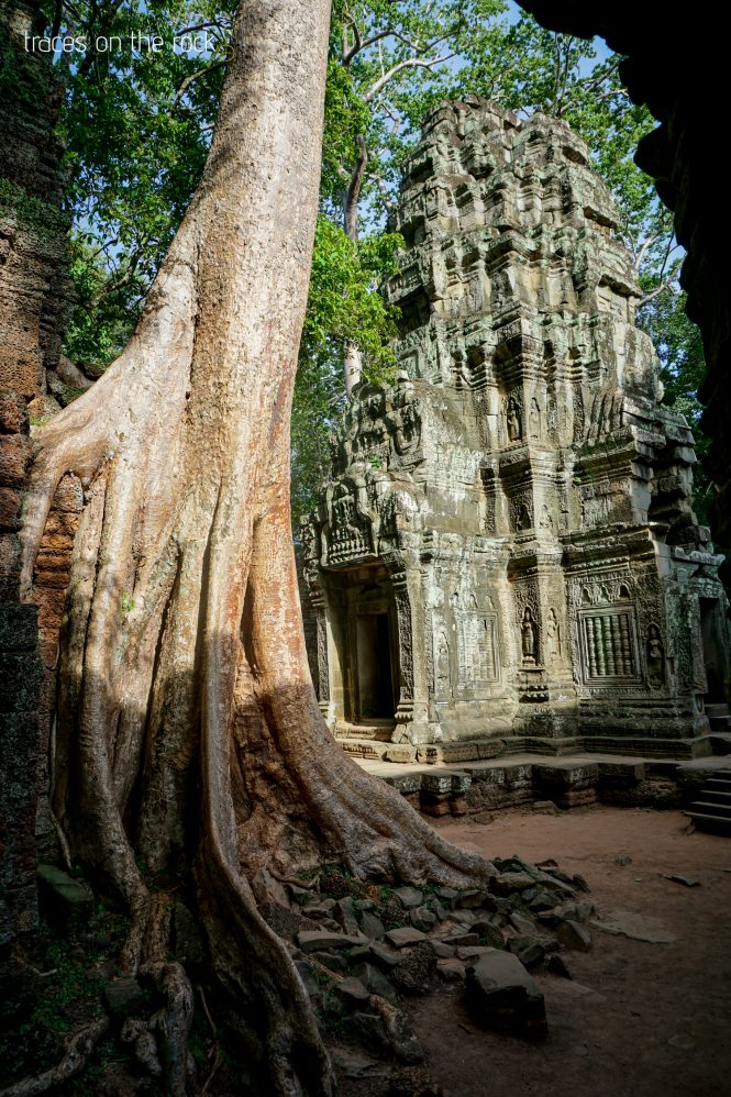 Ta Prohm Temple near Angkor Wat