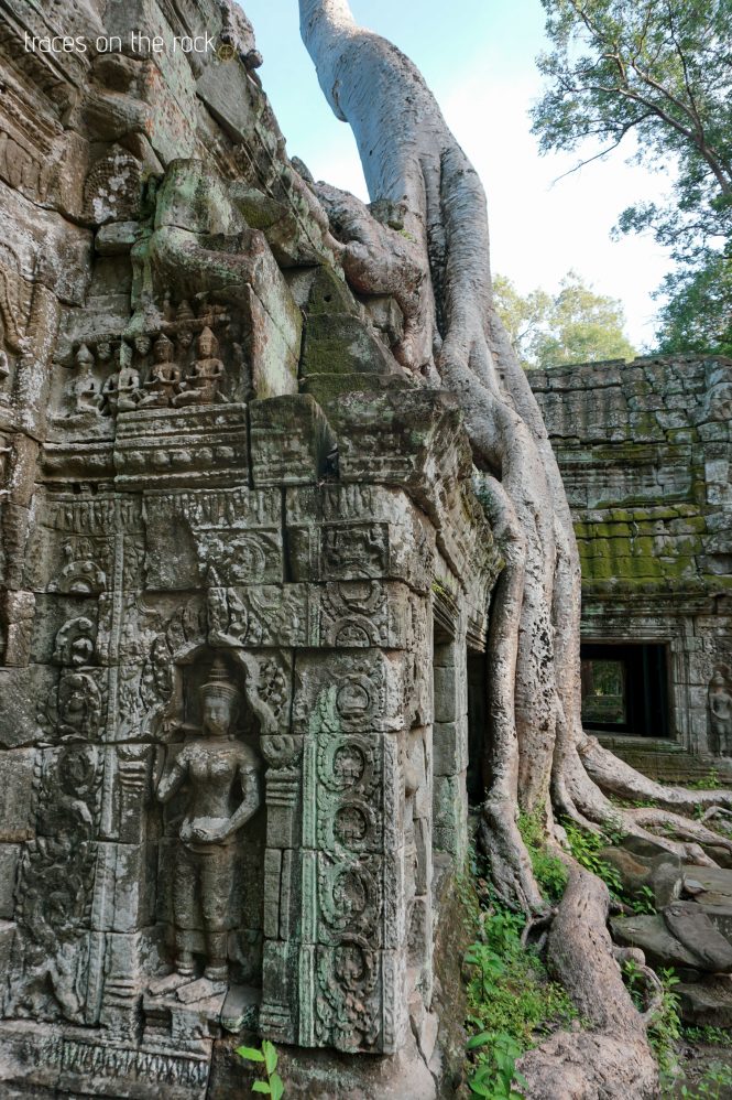 Ta Prohm Temple near Angkor Wat
