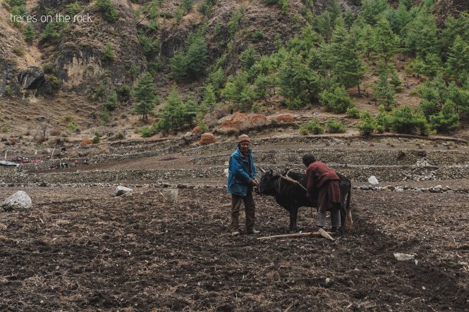 Manaslu Trek - Trek from Deng to Namrung Manaslu Trek - Trek from Deng to Namrung