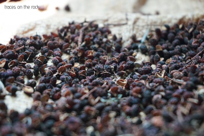 Manaslu Trek - ban timmur or Nepali pepper Manaslu Trek - ban timmur or Nepali pepper