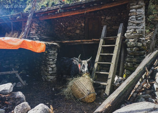 Manaslu Trek - Trek from Namrung to Lho Manaslu Trek - Trek from Namrung to Lho