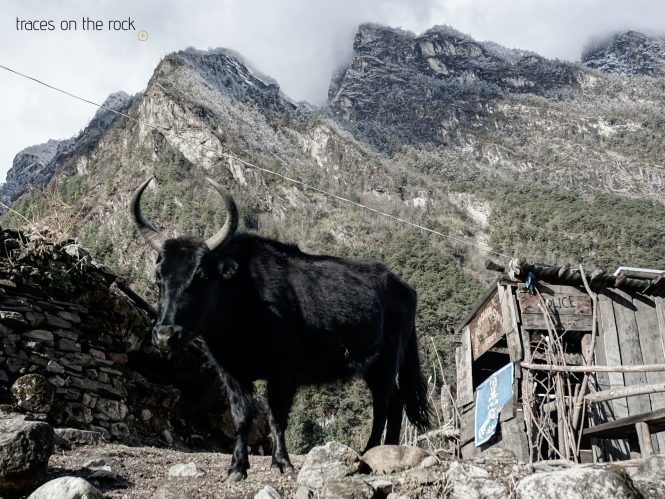 Manaslu Trek - Trek from Namrung to Lho Manaslu Trek - Trek from Namrung to Lho