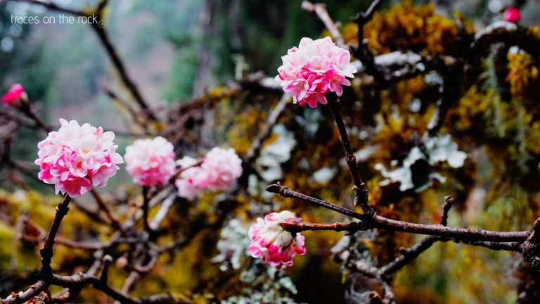Manaslu Trek - Trek from Bhimtang to Dharapani Manaslu Trek - Trek from Bhimtang to Dharapani
