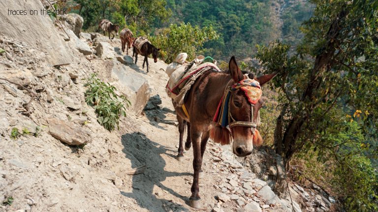 Manaslu Trek - Mules on the trek Manaslu Trek - Mules on the trek
