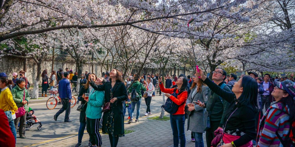 Cherry blossom in Nanjing