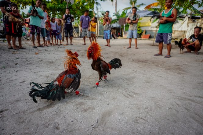 Cock fight training on Malapascua