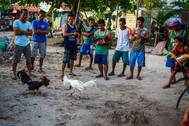 Cock fight training on Malapascua Cock fight training on Malapascua