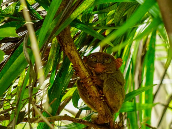Tarsier living in a Sanctuary on Bohol Tarsier living in a Sanctuary on Bohol
