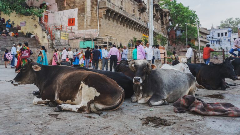 Holy cows in Varanasi Holy cows in Varanasi